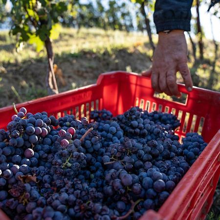 Agriturismo Antichi Poderi Gallina Neive Εξωτερικό φωτογραφία